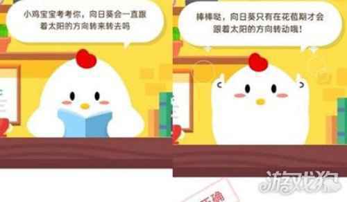 向日葵会一直跟着太阳的方向转来转去吗