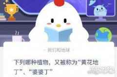 下列哪种植物被称为婆婆丁黄花地丁