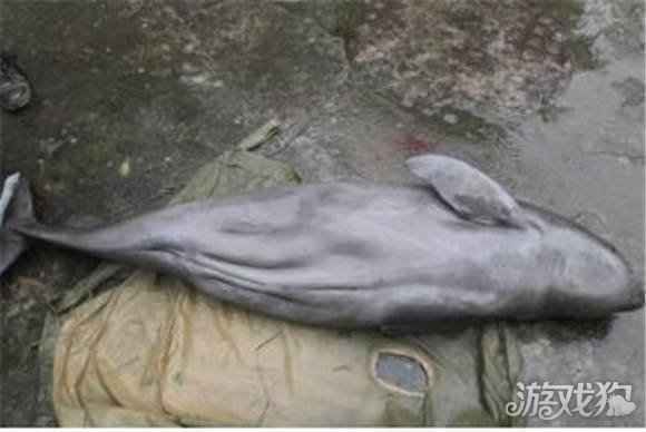 宠我一生发起活动宠爱公益行 留住长江的微笑